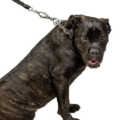 Chrome Plated Medium Sized Link Chain Collar with Fur Saving Links - 3.4 mm