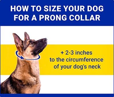 hs collars measurements prongs